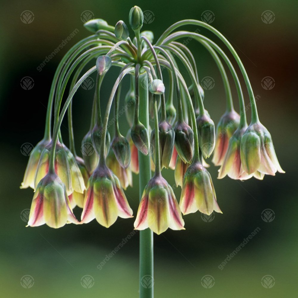 Allium Nectaroscordum Siculum -MASTER-