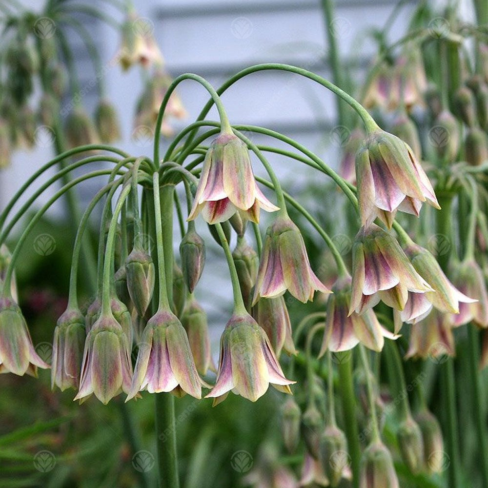 Allium Nectaroscordum Siculum -MASTER-