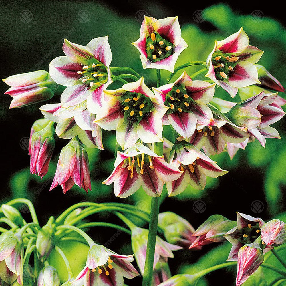 Allium Nectaroscordum Siculum -MASTER-