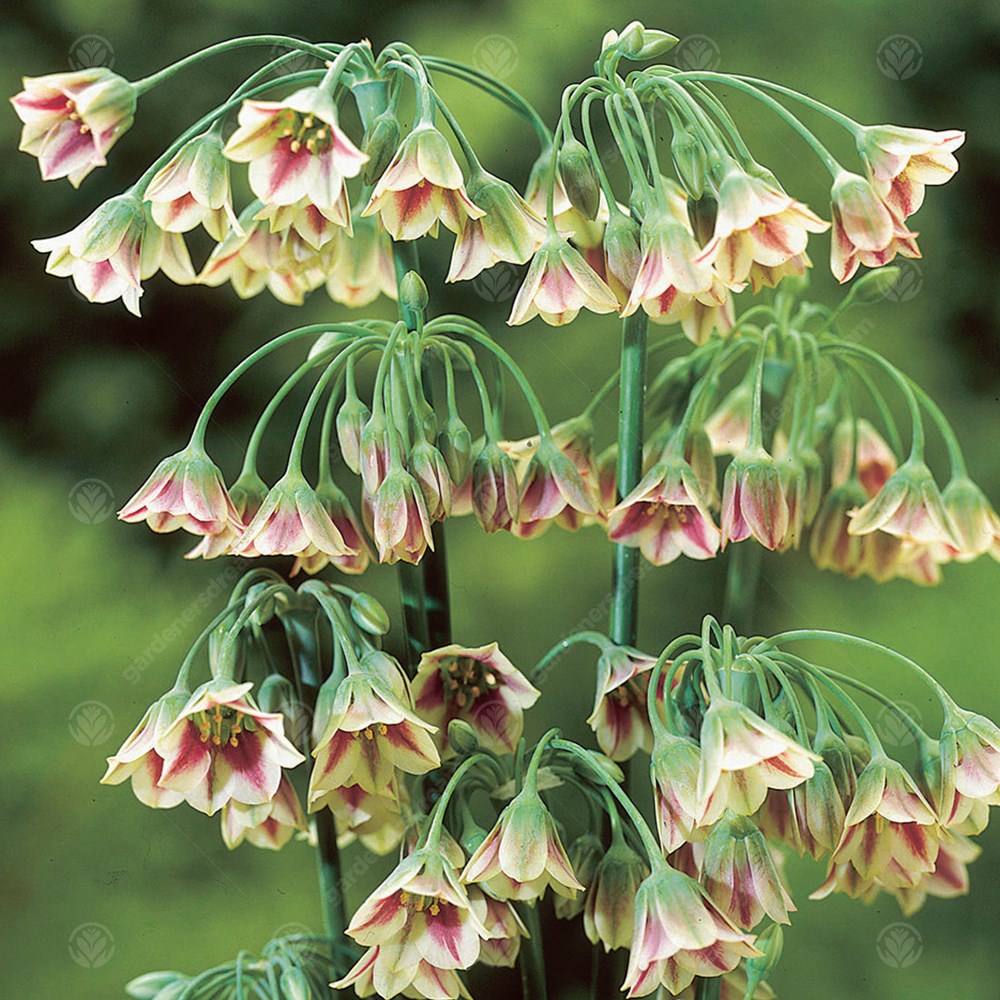 Allium Nectaroscordum Siculum -MASTER-