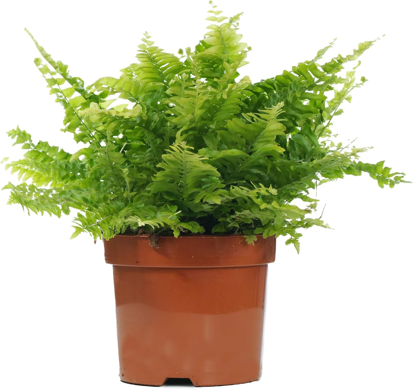 Nephrolepis Boston Fern (12cm) V6