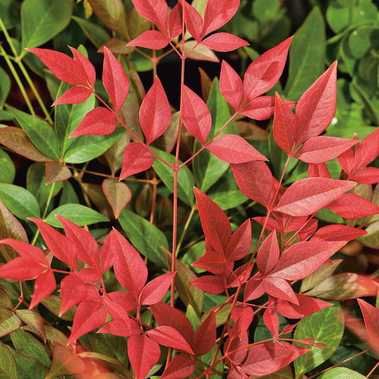 Nandina Obsessed (9cm)