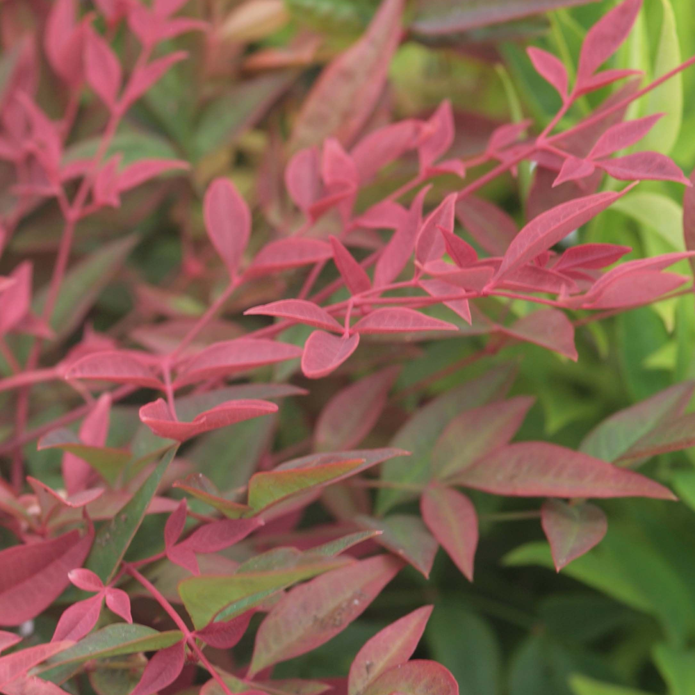 Nandina Obsessed (9cm)