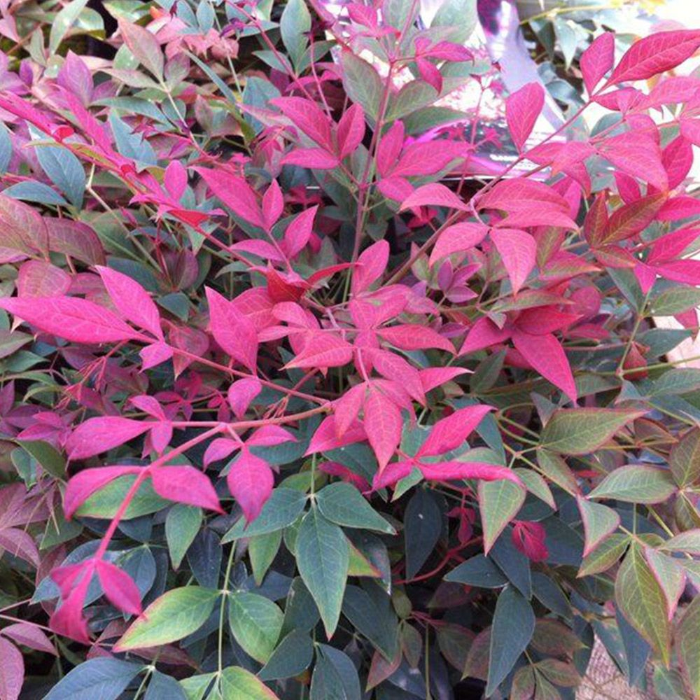 Nandina Obsessed (9cm)