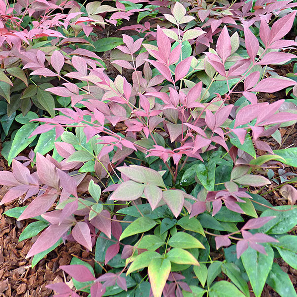 Nandina Obsessed (9cm)