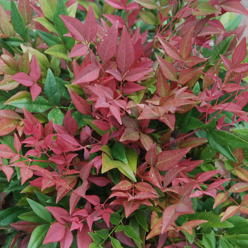 Nandina Obsessed (9cm)