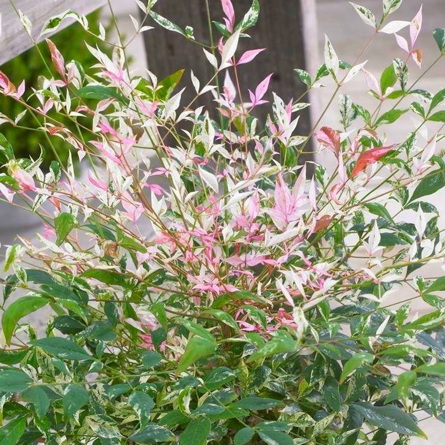 Nandina Twilight