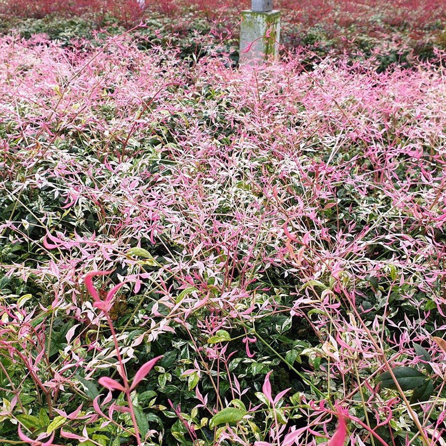 Nandina Twilight