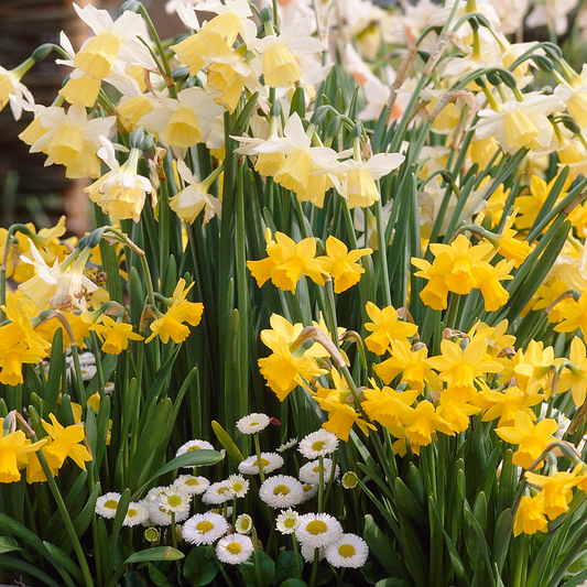 Narcissus Rockery Mix -MASTER-