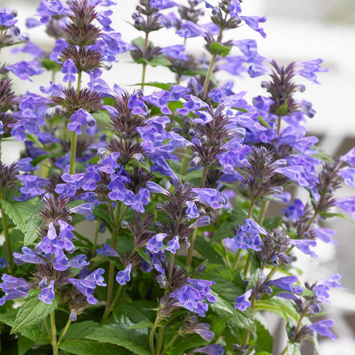 Nepeta Neptune