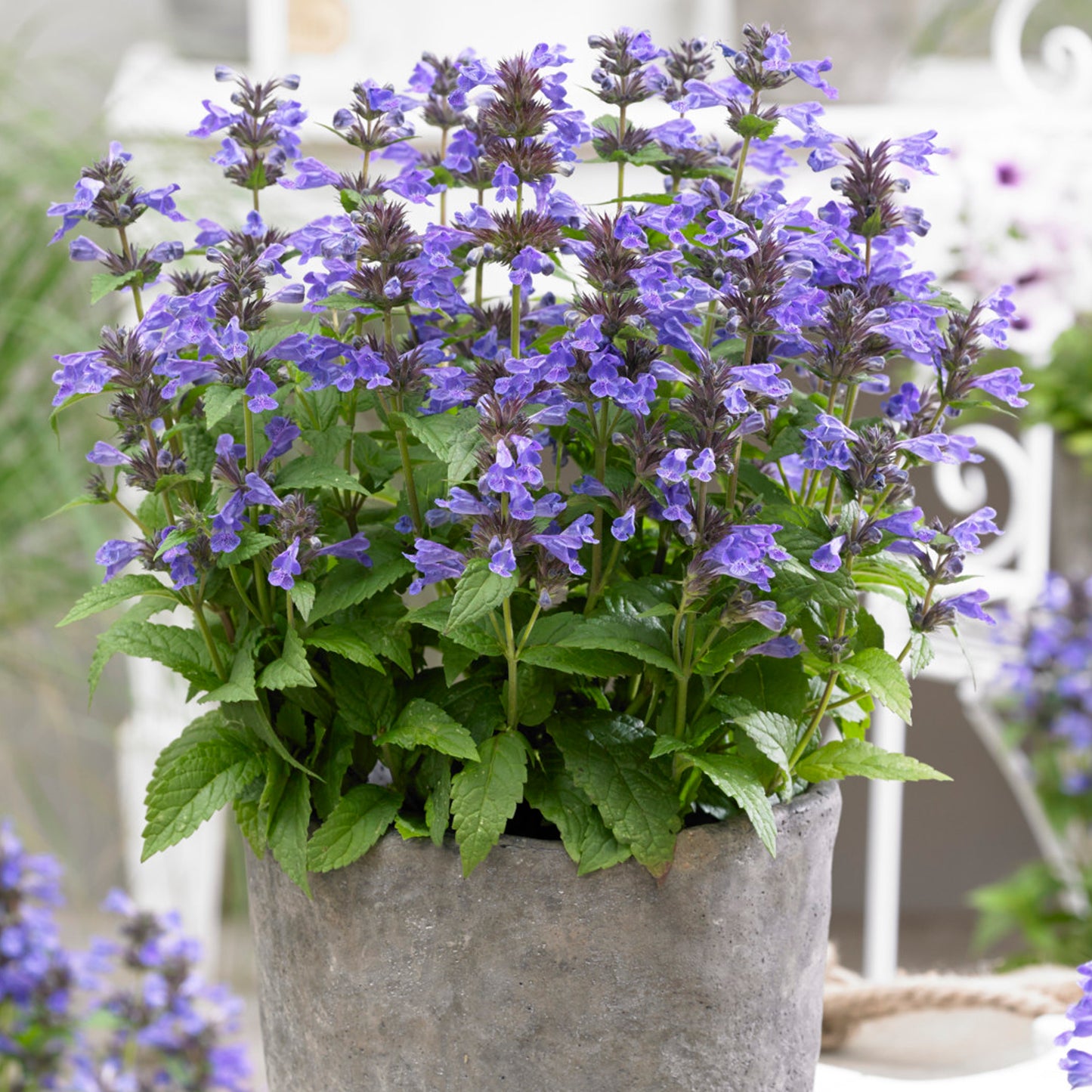 Nepeta Neptune