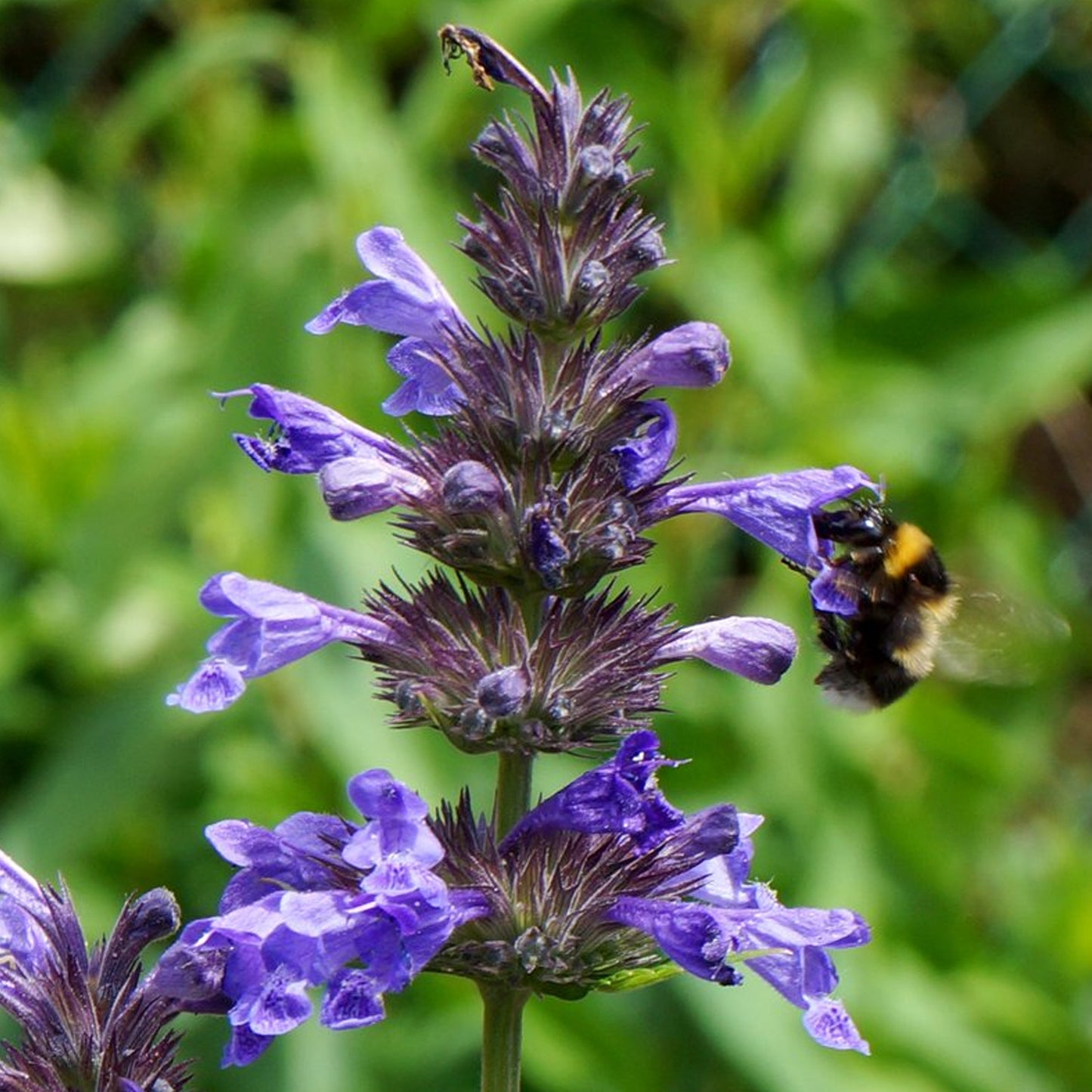 Nepeta Neptune