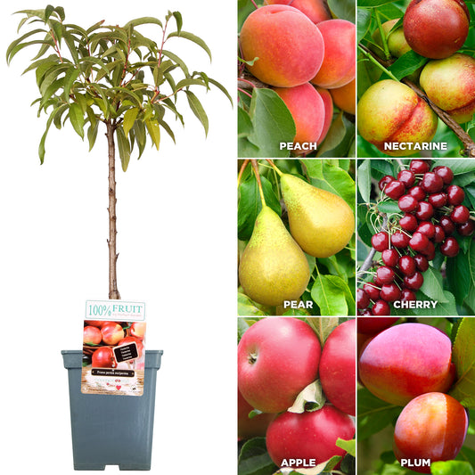 Patio Fruit Trees
