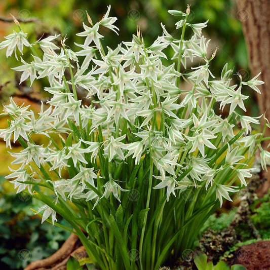 Ornithogalum Nutans -MASTER-