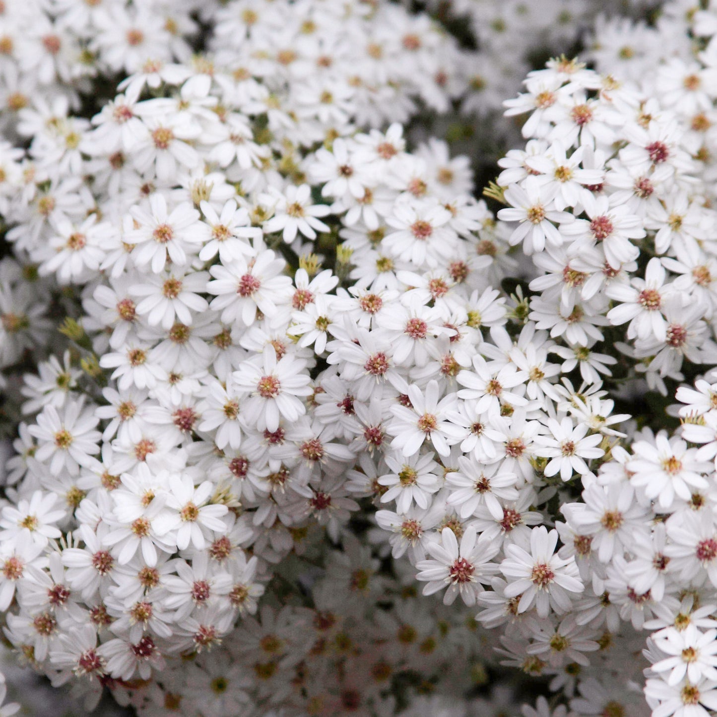 Olearia Spring Bling