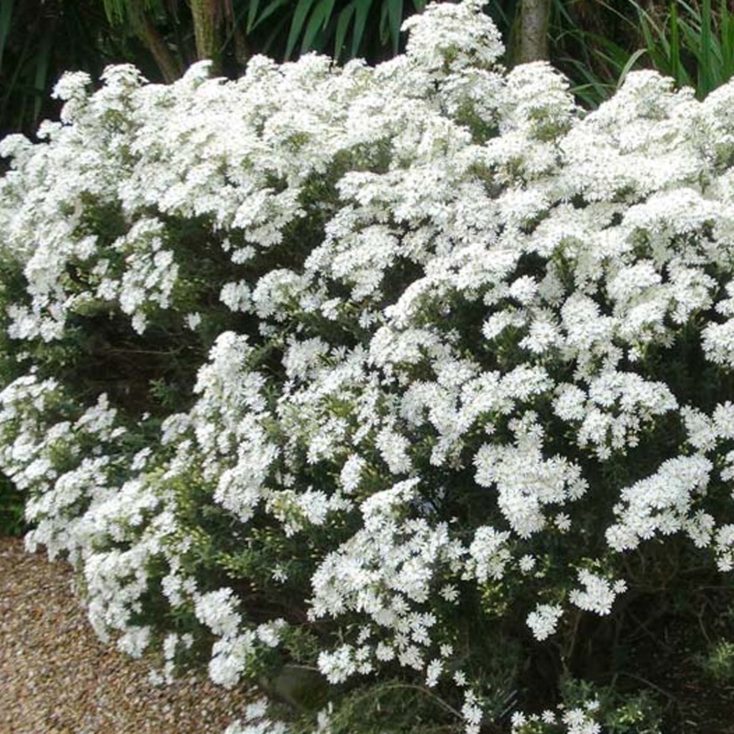 Olearia Spring Bling