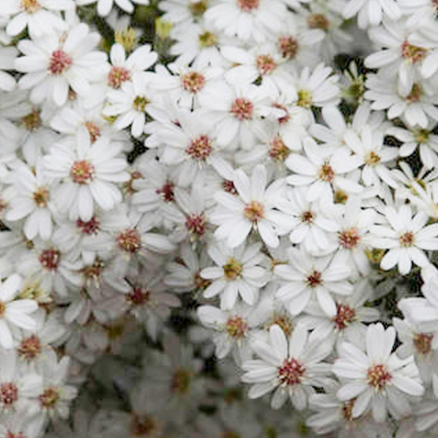 Olearia Spring Bling