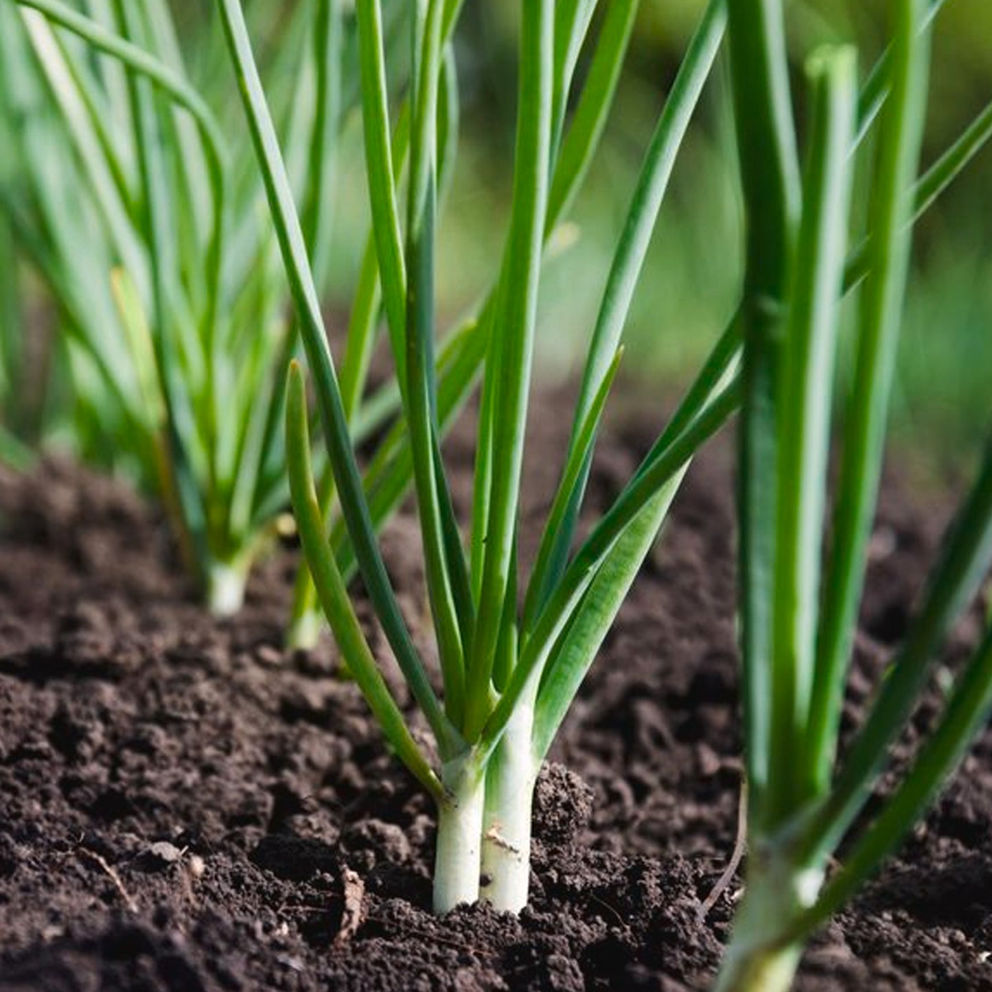 Vegetable - Onion Spring Onion