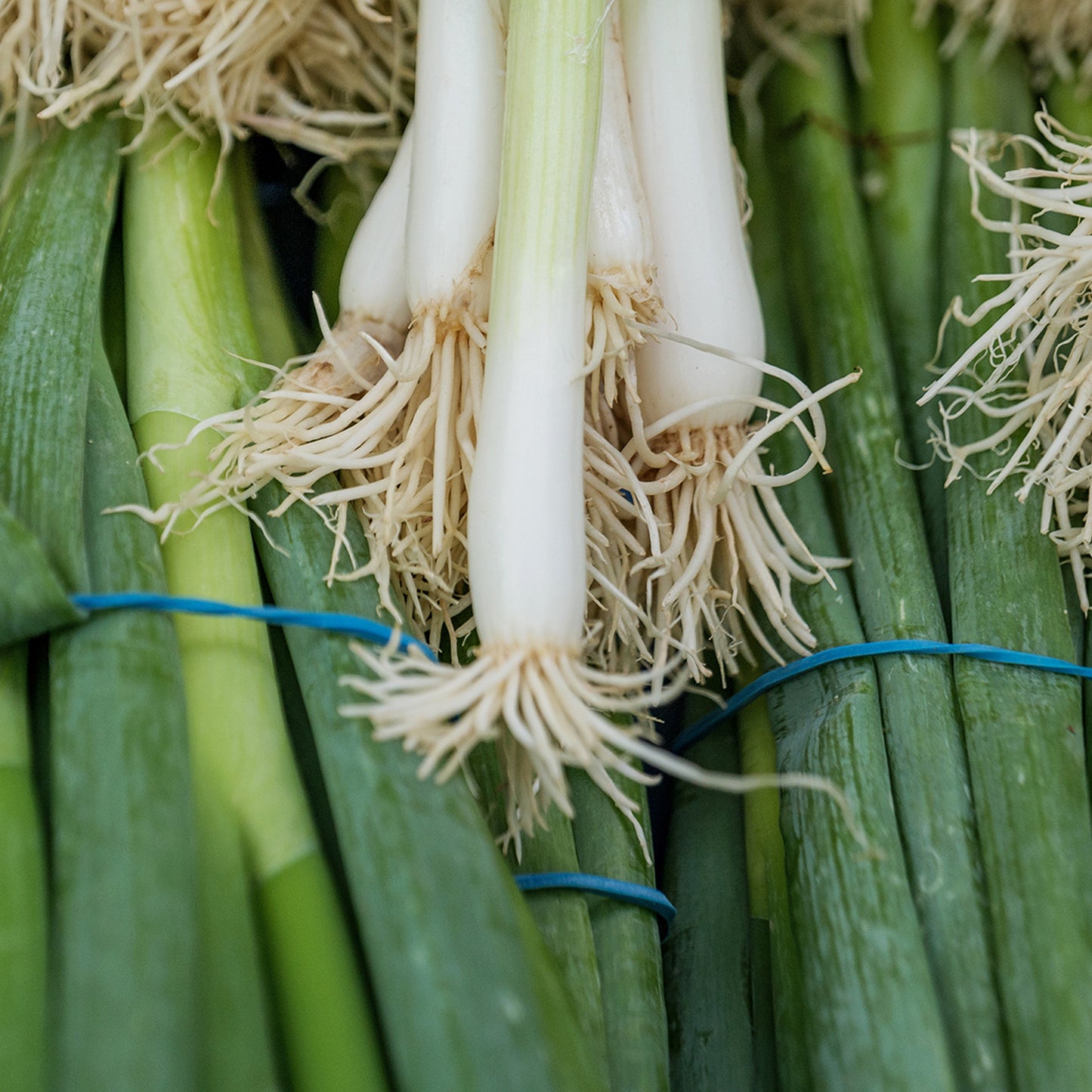 Vegetable - Onion Spring Onion