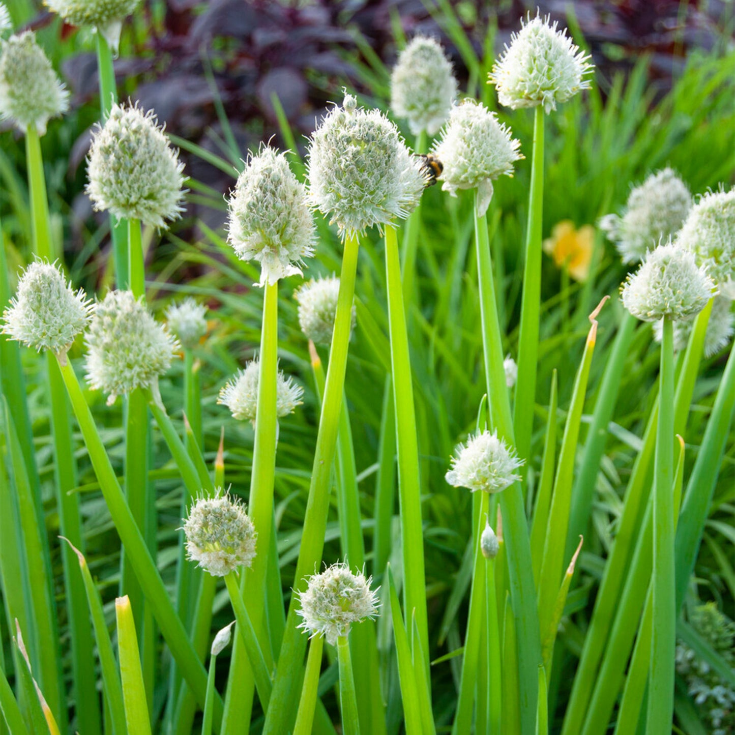 Herb - Onion Welsh