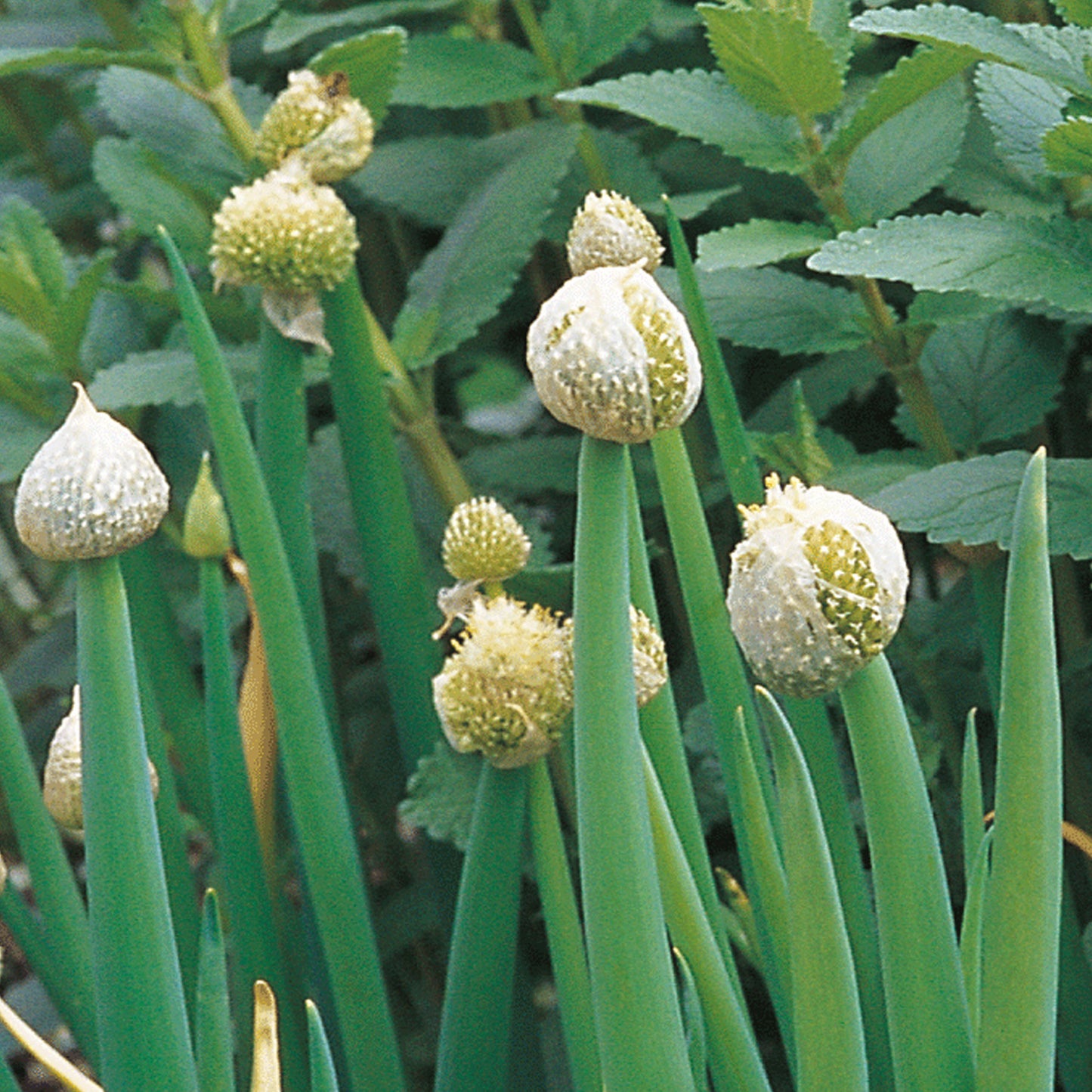 Herb - Onion Welsh