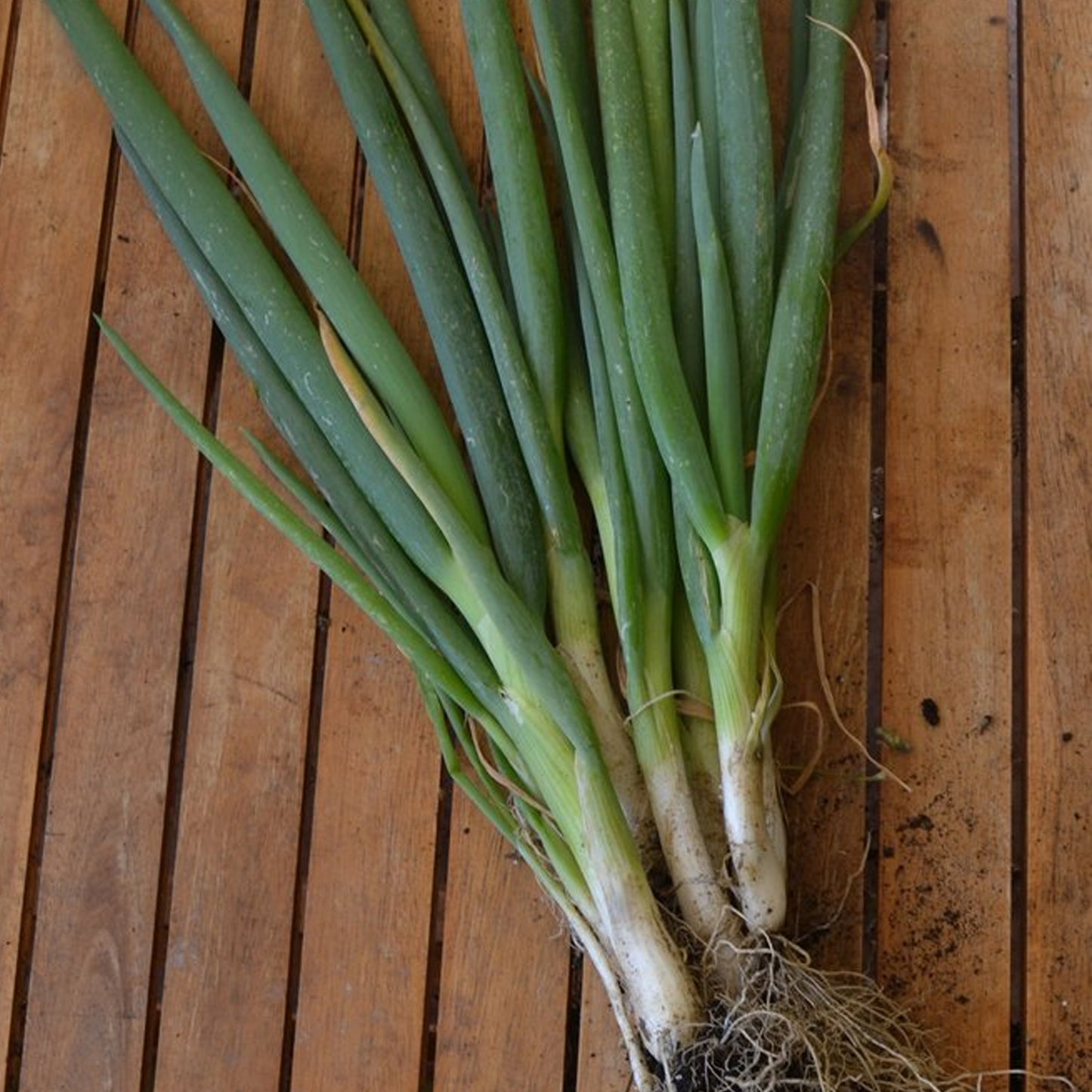 Herb - Onion Welsh