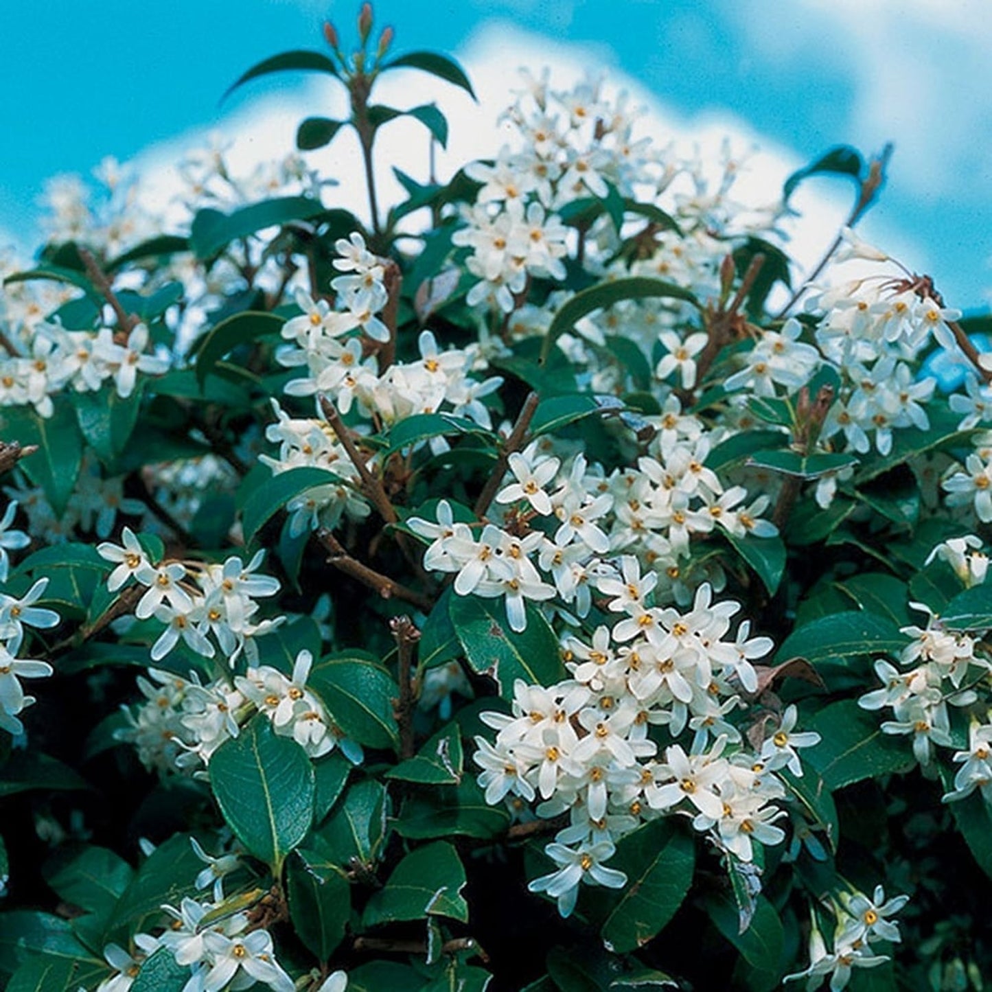 Osmanthus Burkwoodii