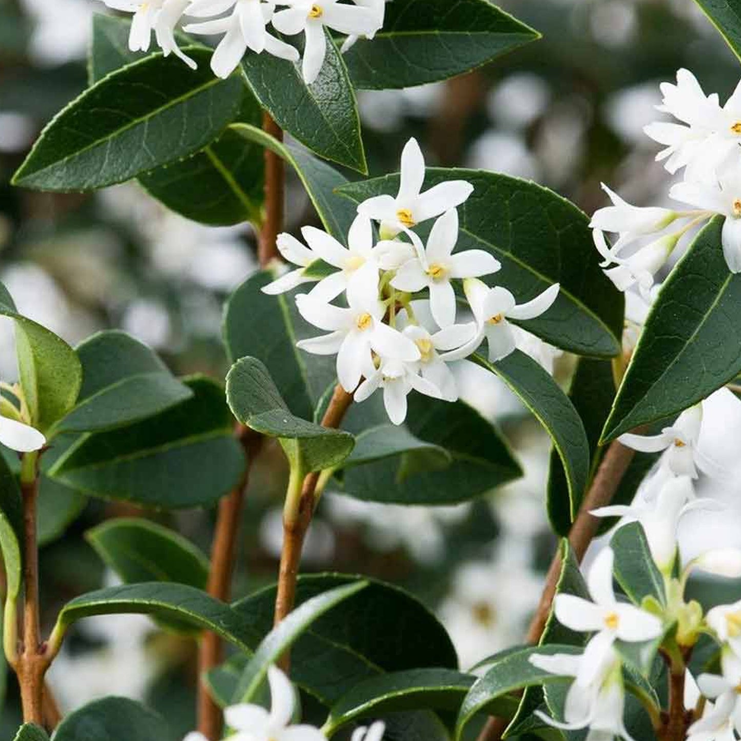 Osmanthus Burkwoodii