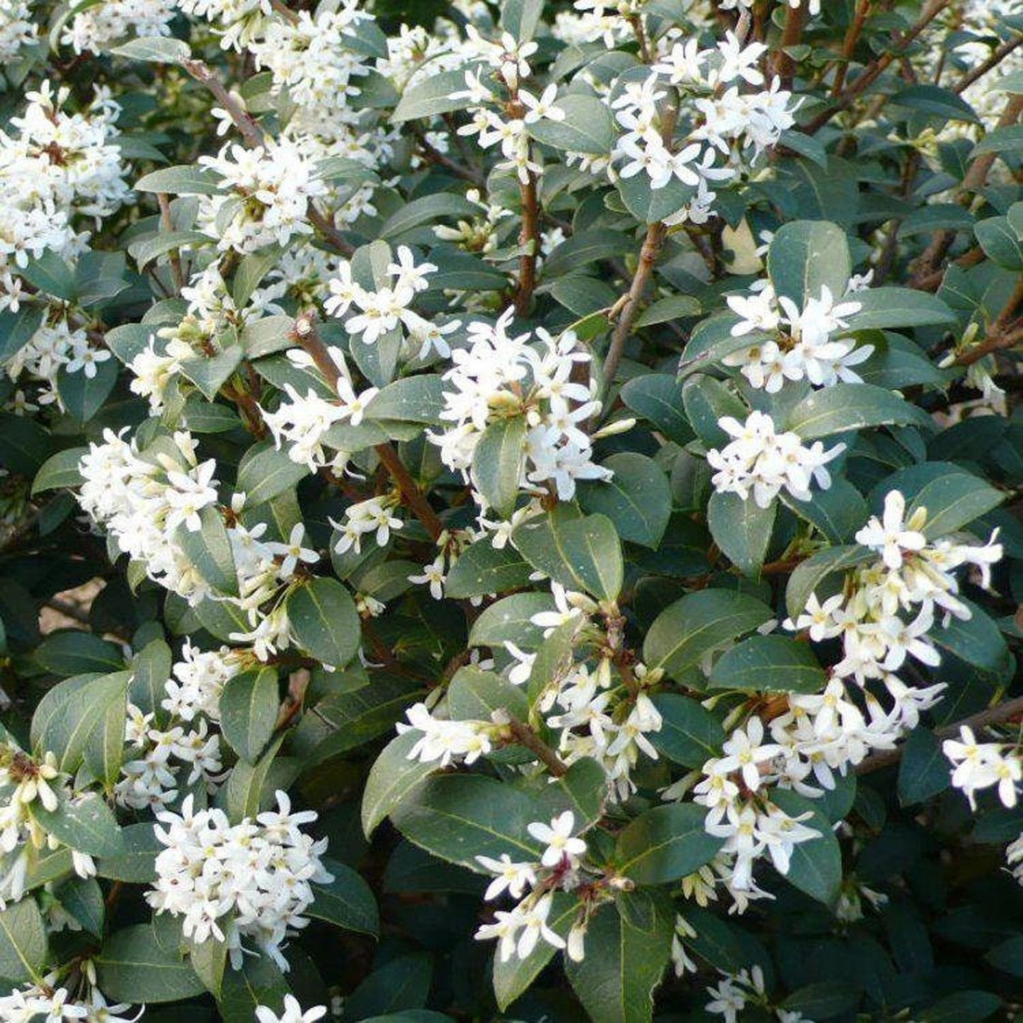 Osmanthus Burkwoodii