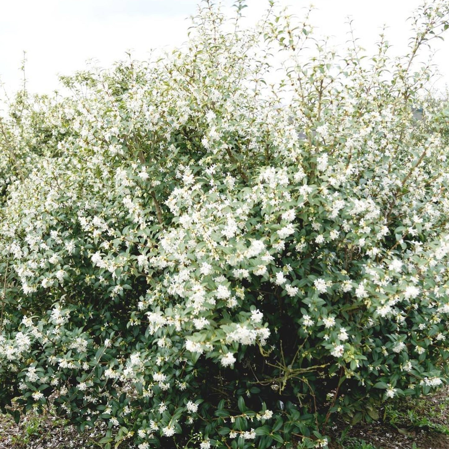 Osmanthus Burkwoodii