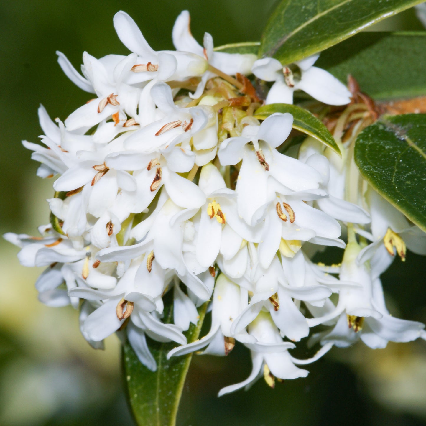 Osmanthus Burkwoodii