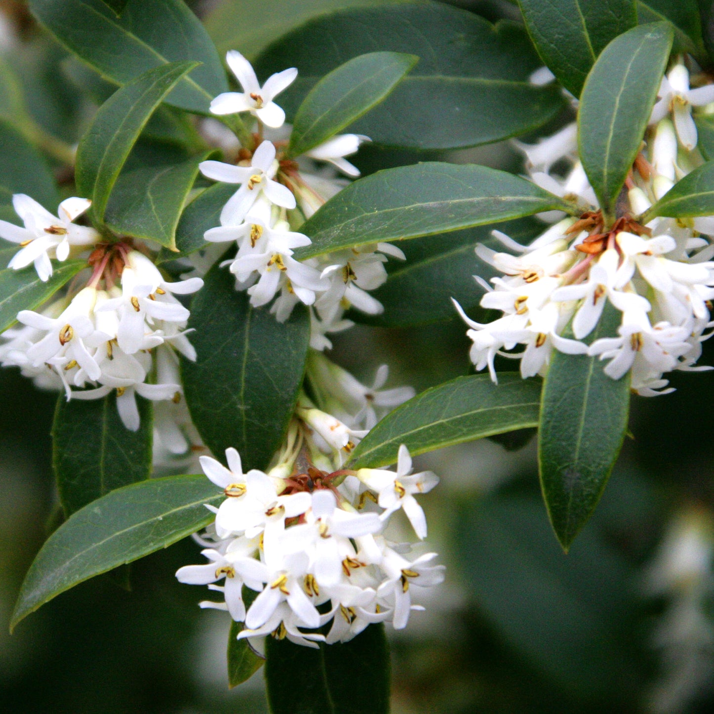 Osmanthus Delavayi