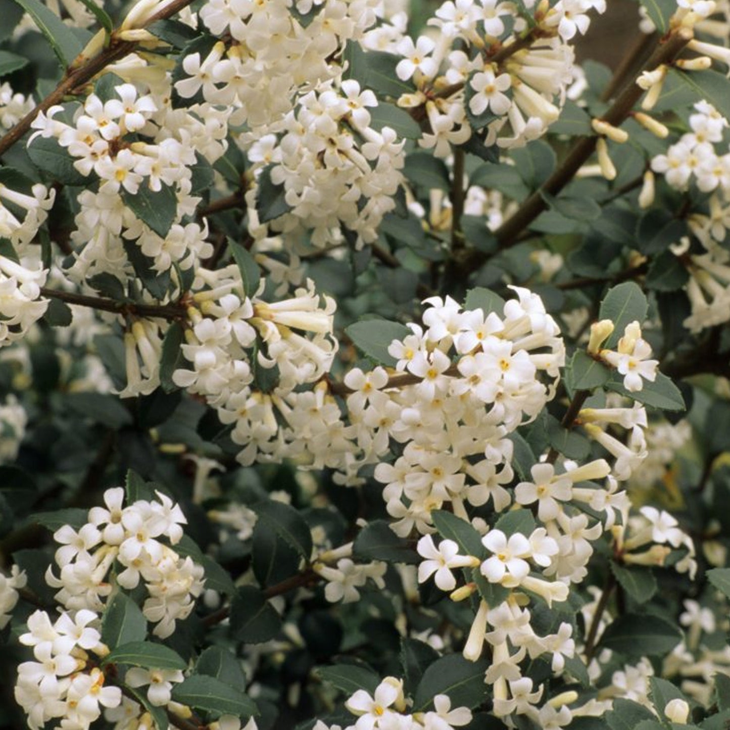 Osmanthus Delavayi