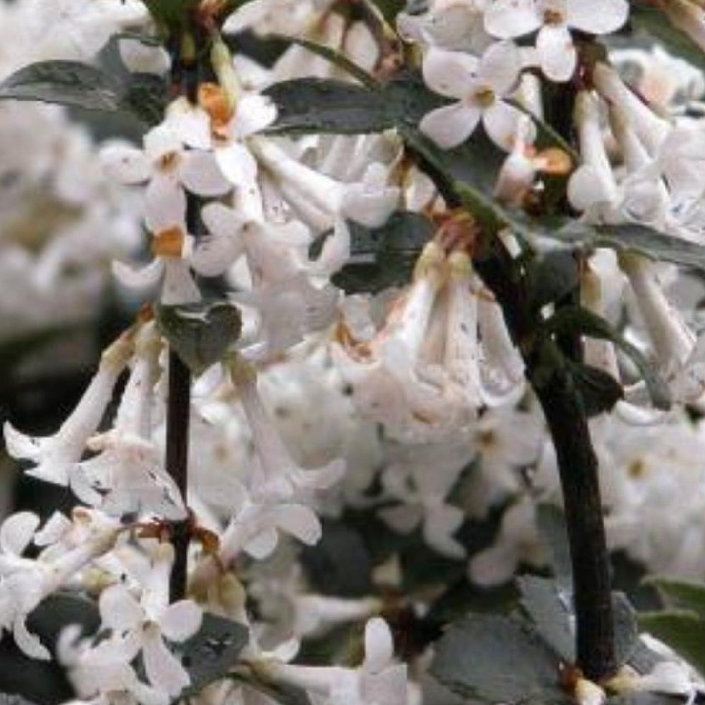 Osmanthus Delavayi