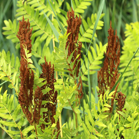 Osmunda Purpurascens