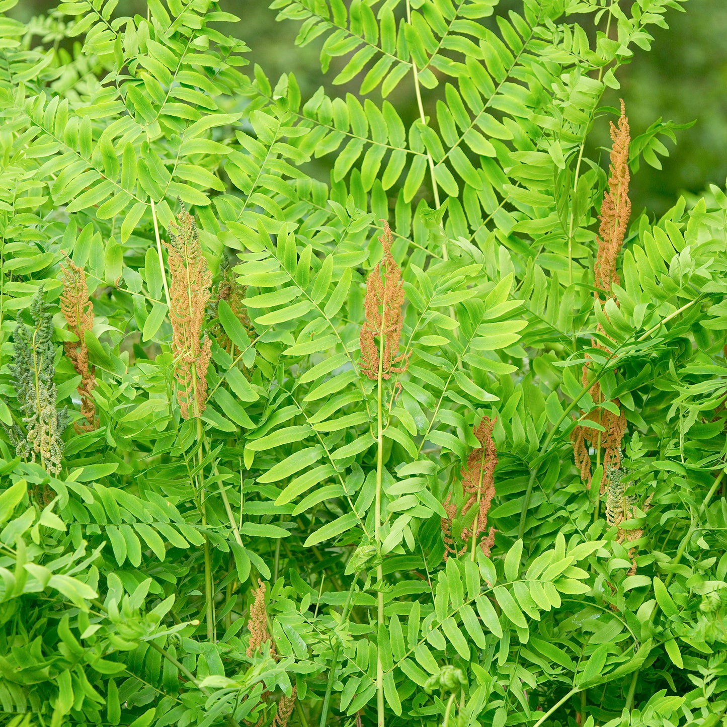 Osmunda Regalis