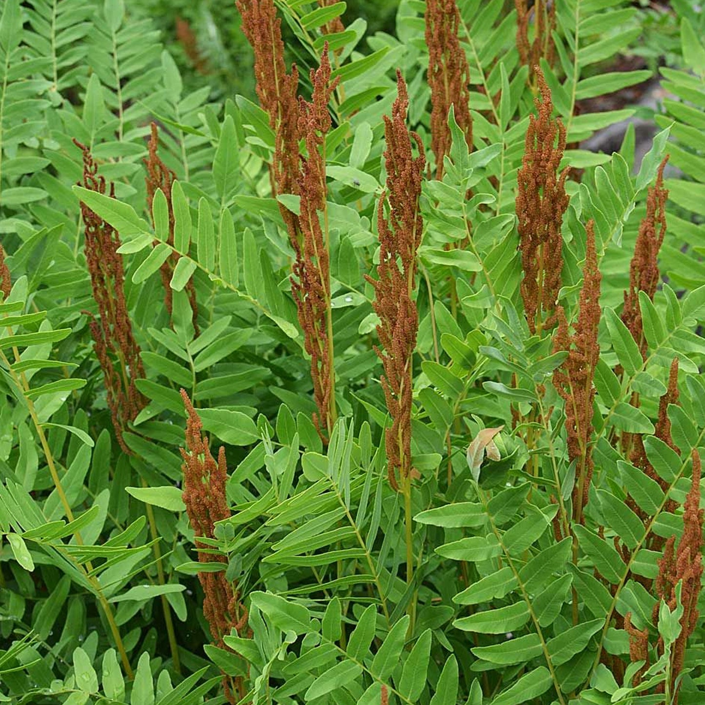 Osmunda Regalis