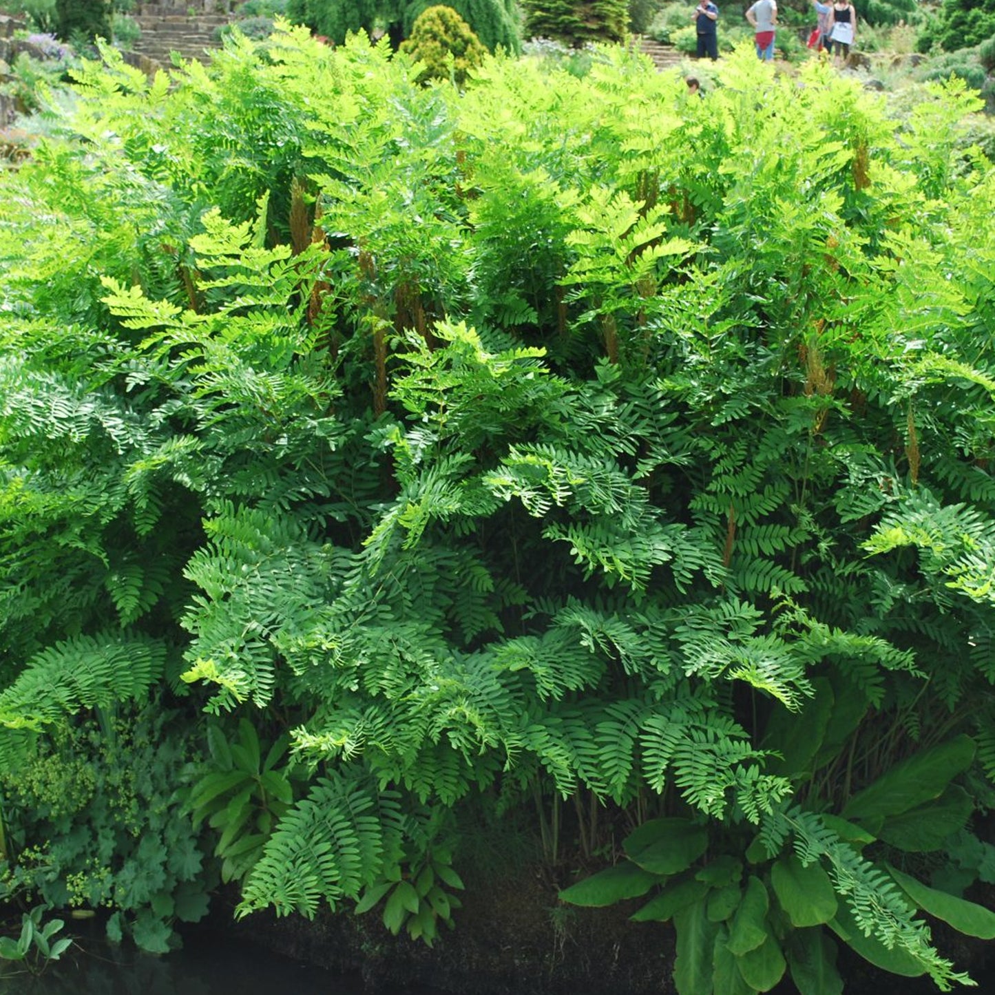 Osmunda Regalis