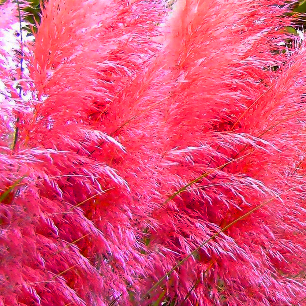 Cortaderia Mix (9cm, 1 Pink, 1 White)
