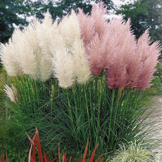 Cortaderia Mix (9cm, 1 Pink, 1 White)