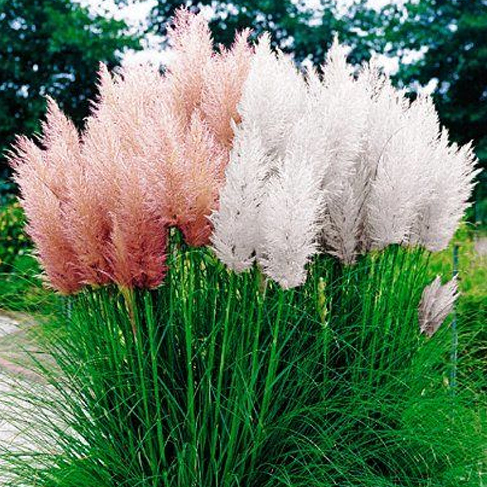 Cortaderia Mix (9cm, 1 Pink, 1 White)