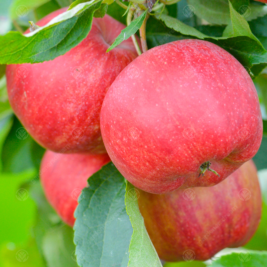 Apple Braeburn (12L, 4-5ft)