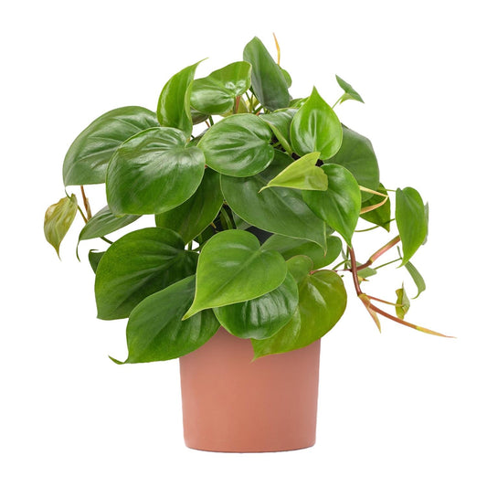 Philodendron scandens