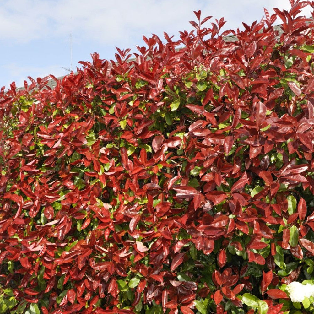 Photinia Red Robin