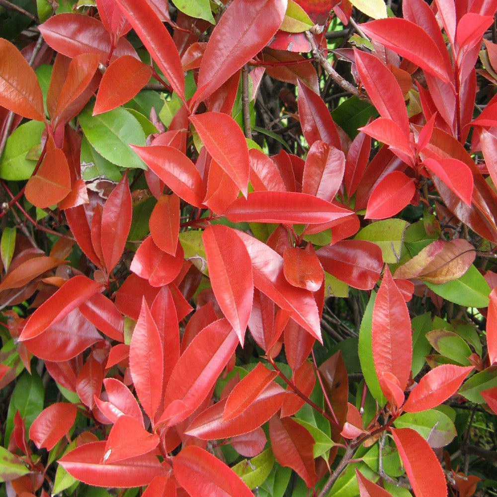 Photinia Red Robin