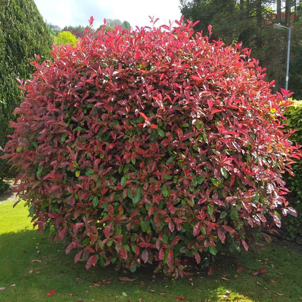 Photinia Red Robin