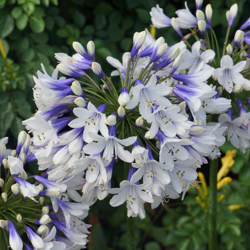 Agapanthus Twister