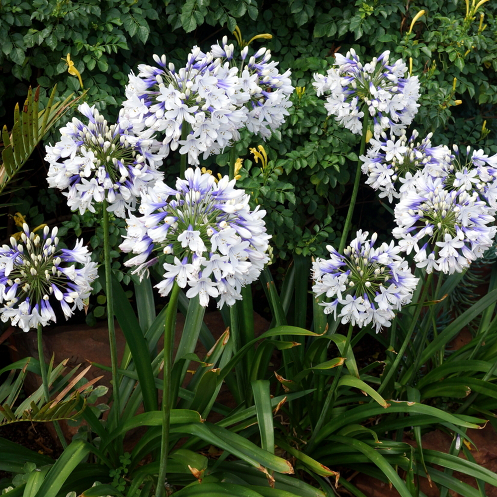 Agapanthus Twister