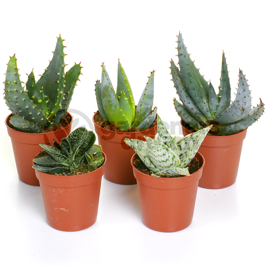 Aloe Mix (5.5cm, 5 plants)