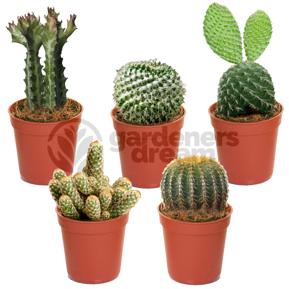 Cactus Mix (5.5cm, 5 plants)